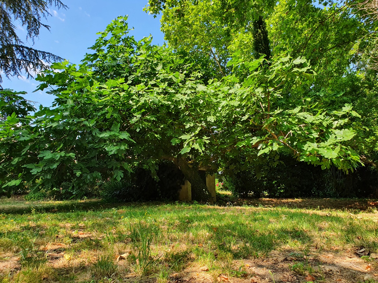 Prieuré Saint Martial (huge fig tree in the park)