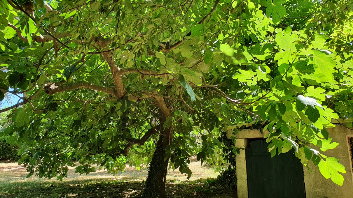 Prieuré Saint Martial (huge fig tree in the park)