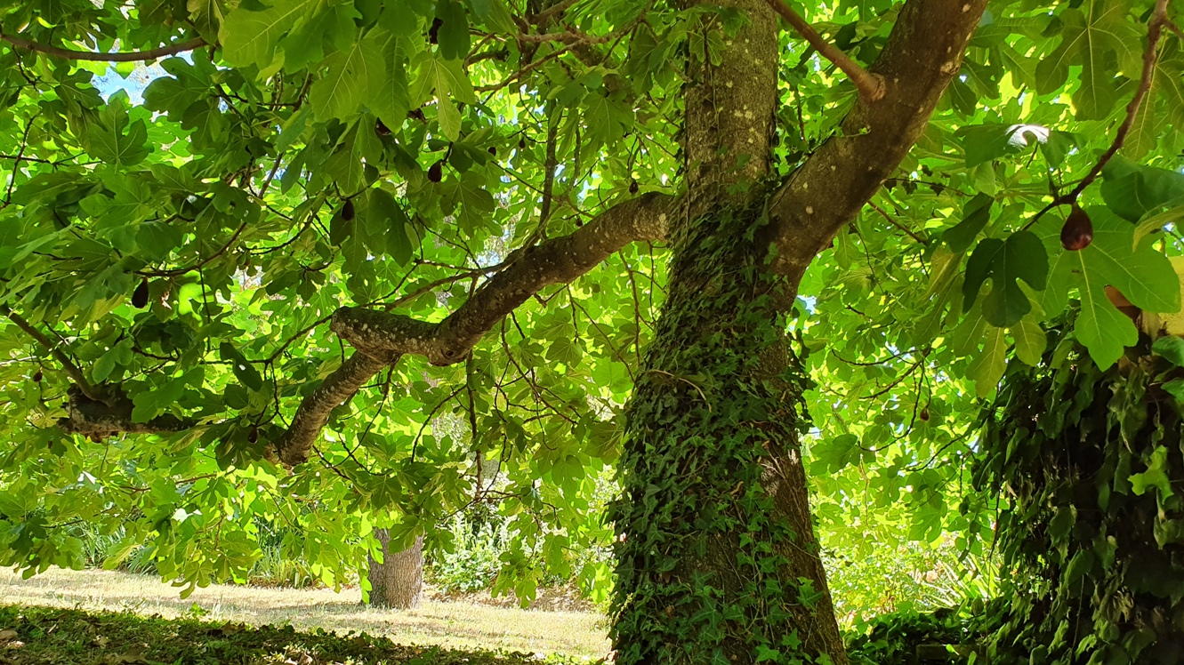 Prieuré Saint Martial (huge fig tree in the park)